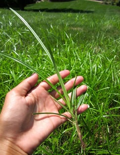 Nutsedge reproduction