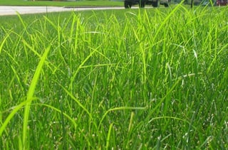 Dowco nutsedge control