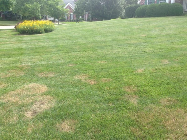 Brown spots in St Louis lawn