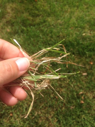 Lawn with Brown Spots