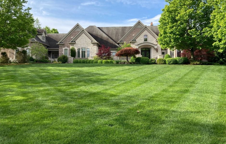 Lawn renovation lush grass