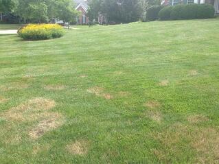 Disease_Front_Yard_6.22.15