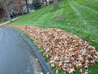 Leaf pile