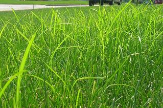 nutsedge