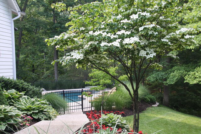 tree_and_shrub_care_st_louis