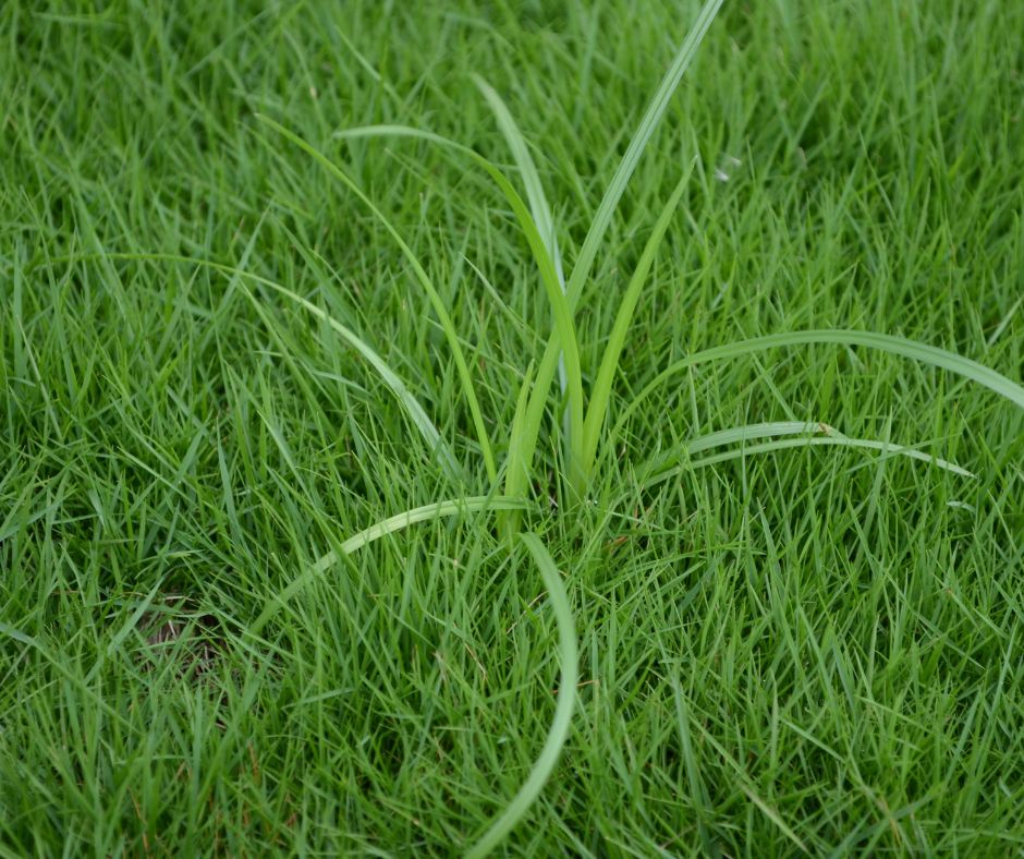 Nutsedge