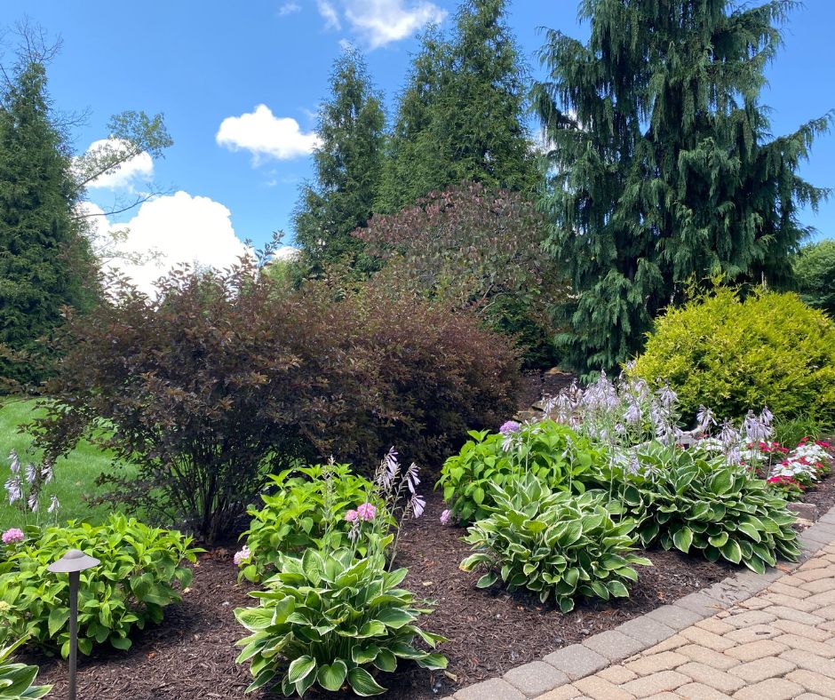 Tree and shrub (2)